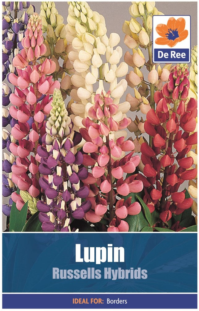 Lupin: Russells Hybrids Seeds