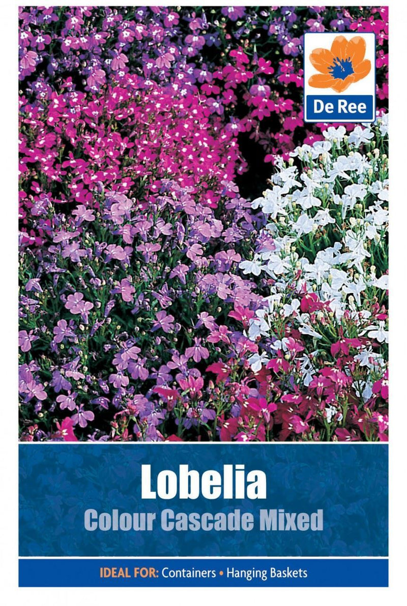 2 PACKS of LOBELIA Colour Cascade Mixed FLOWER SEEDS