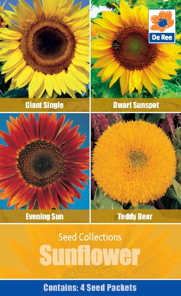 Sunflower - Seed Collection