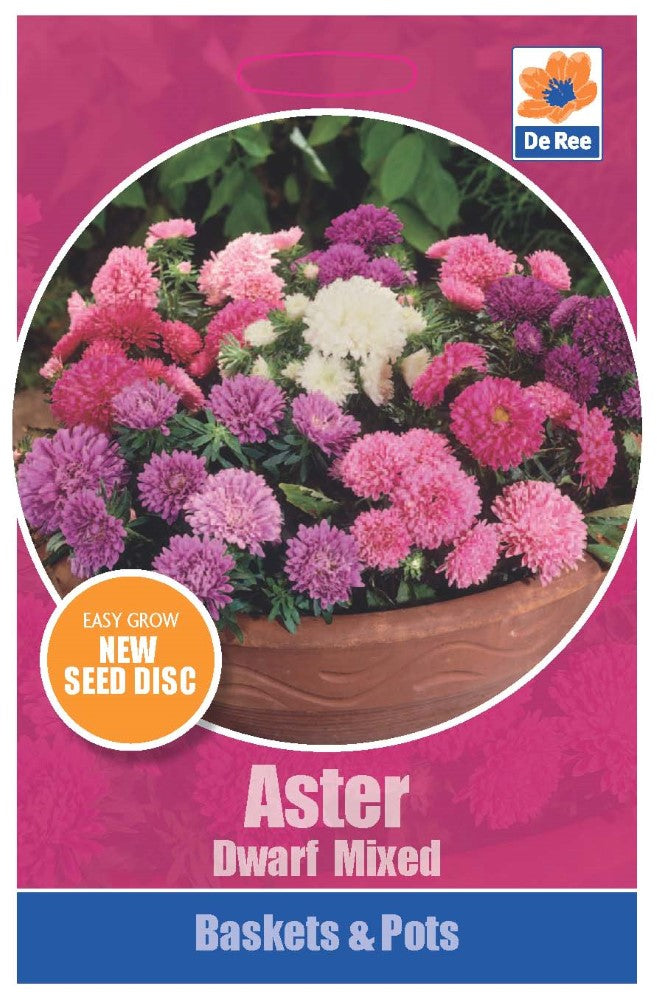 Aster Dwarf Mixed