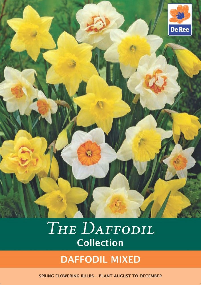 Daffodil Mixed Bulbs