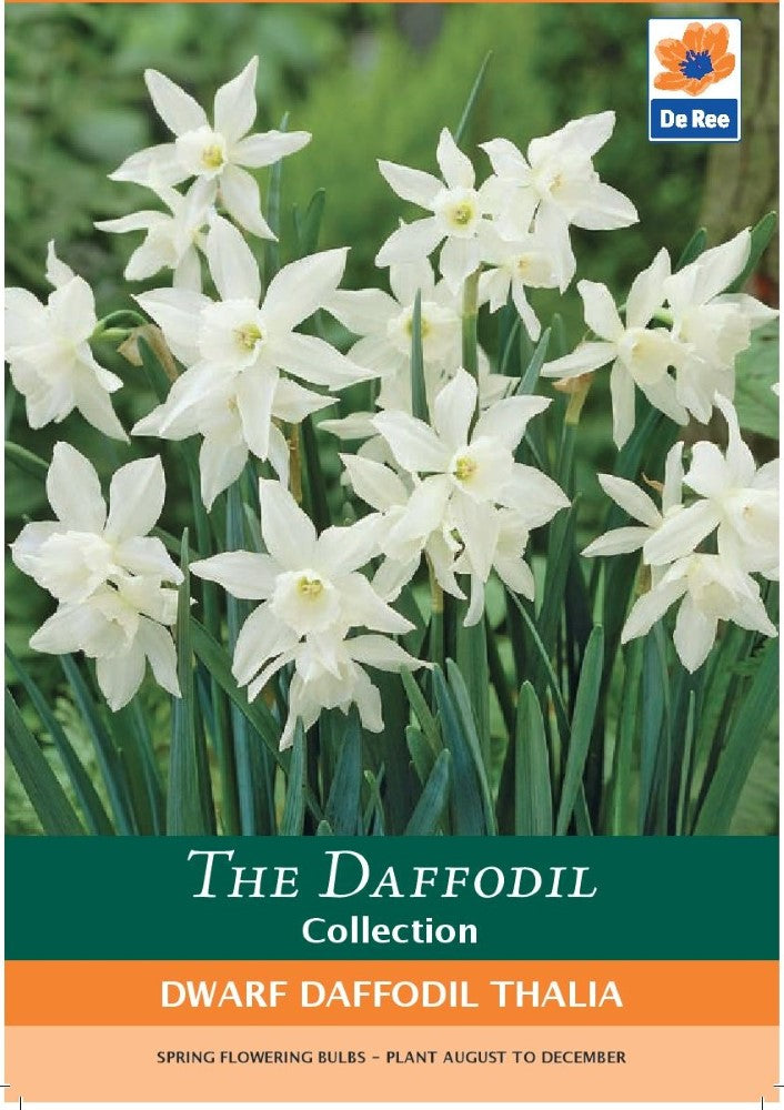 Dwarf Daffodil Thalia Bulbs