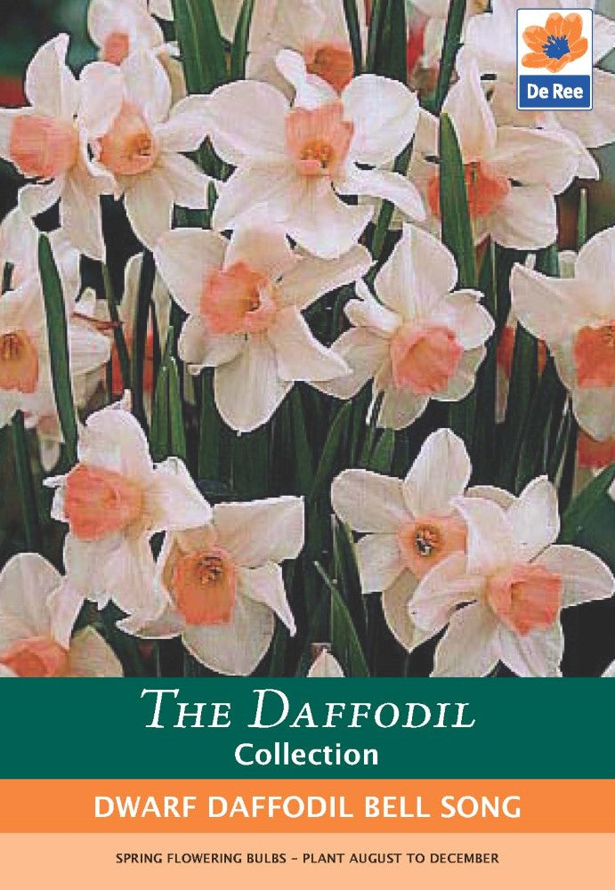 Dwarf Daffodil Bell Song Bulbs