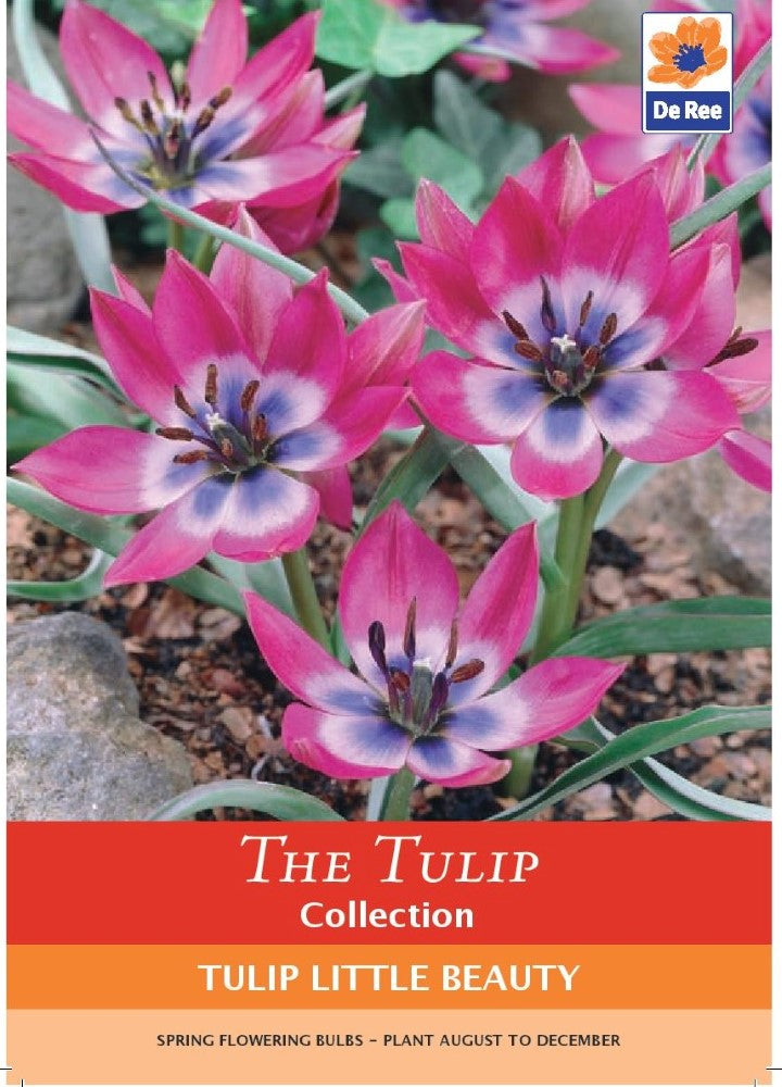 Tulip Little Beauty Bulbs