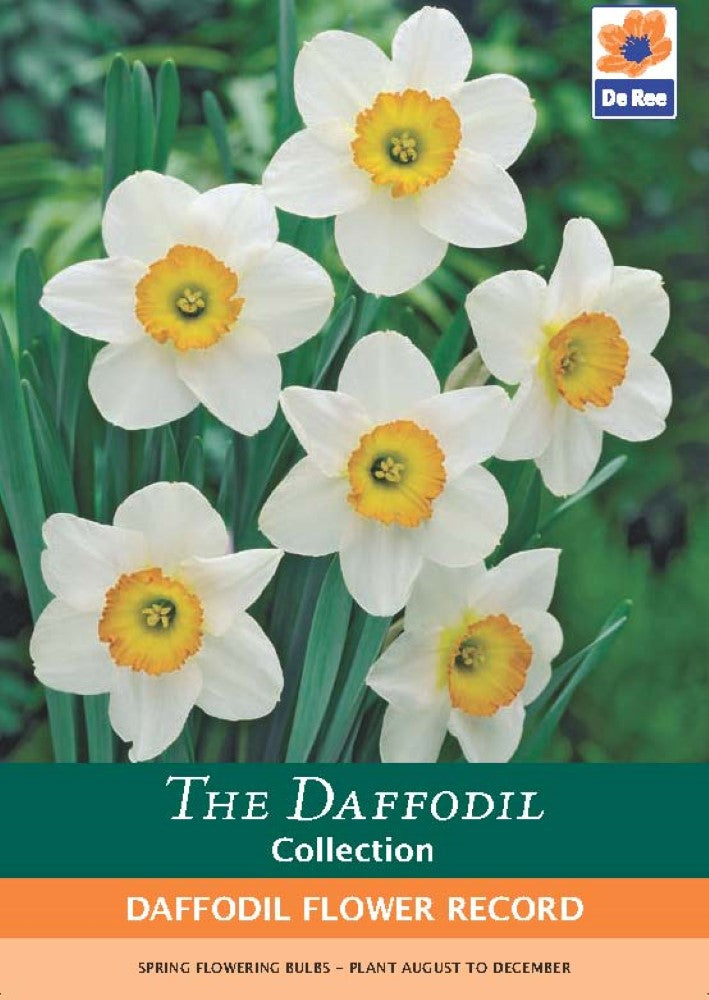 Daffodil Flower Record Bulbs