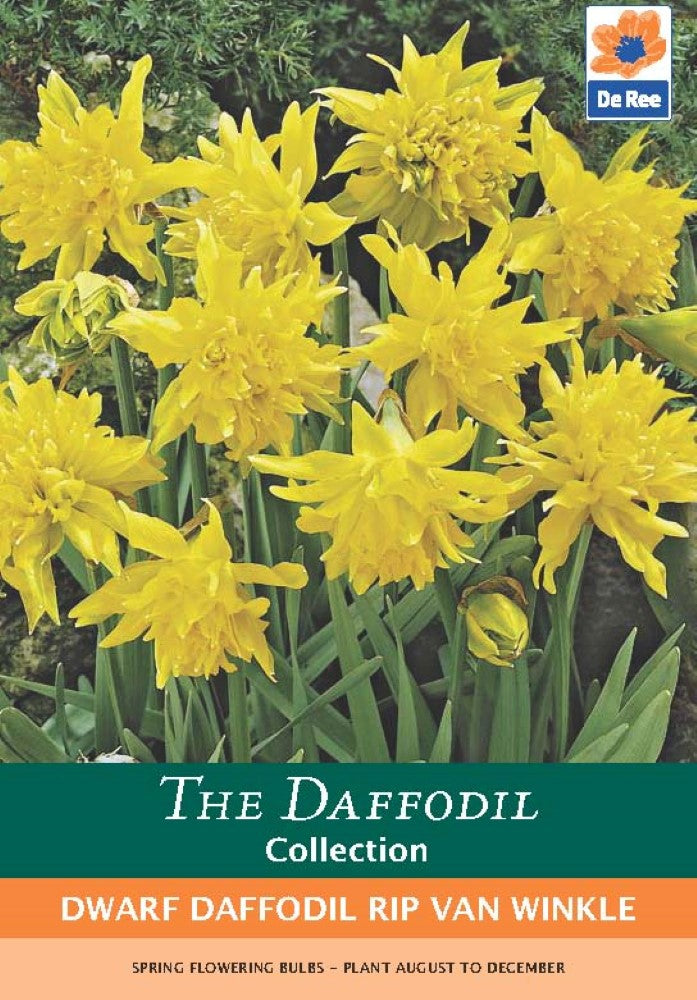 Dwarf Daffodil Rip Van Winkle Bulbs