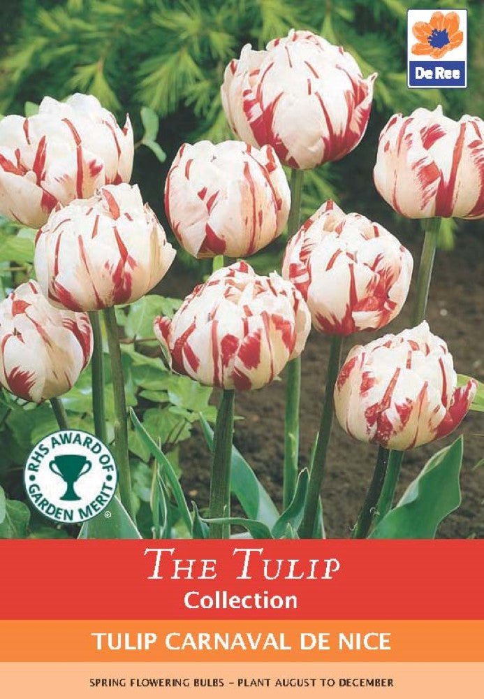 Tulip Carnaval De Nice Bulbs