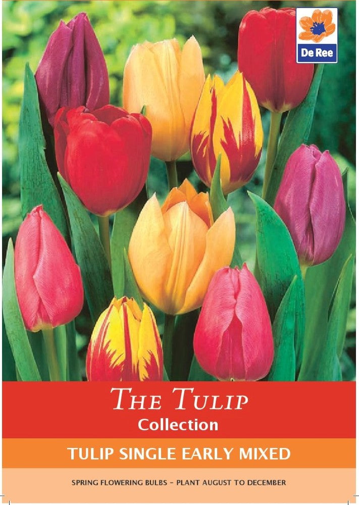 Tulip Single Early Mixed Bulbs