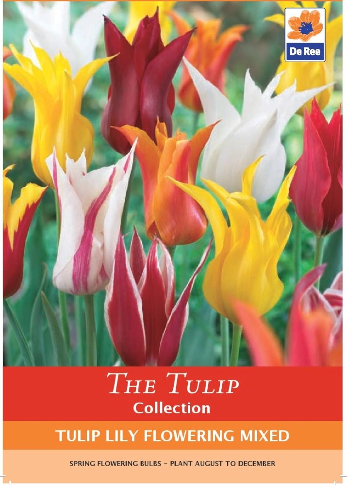 Tulip Lily Flowering Mixed Bulbs