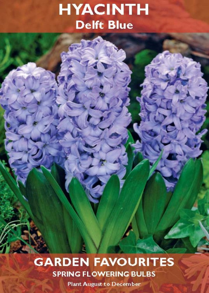 Hyacinth - Delft Blue Spring Flowering Bulbs