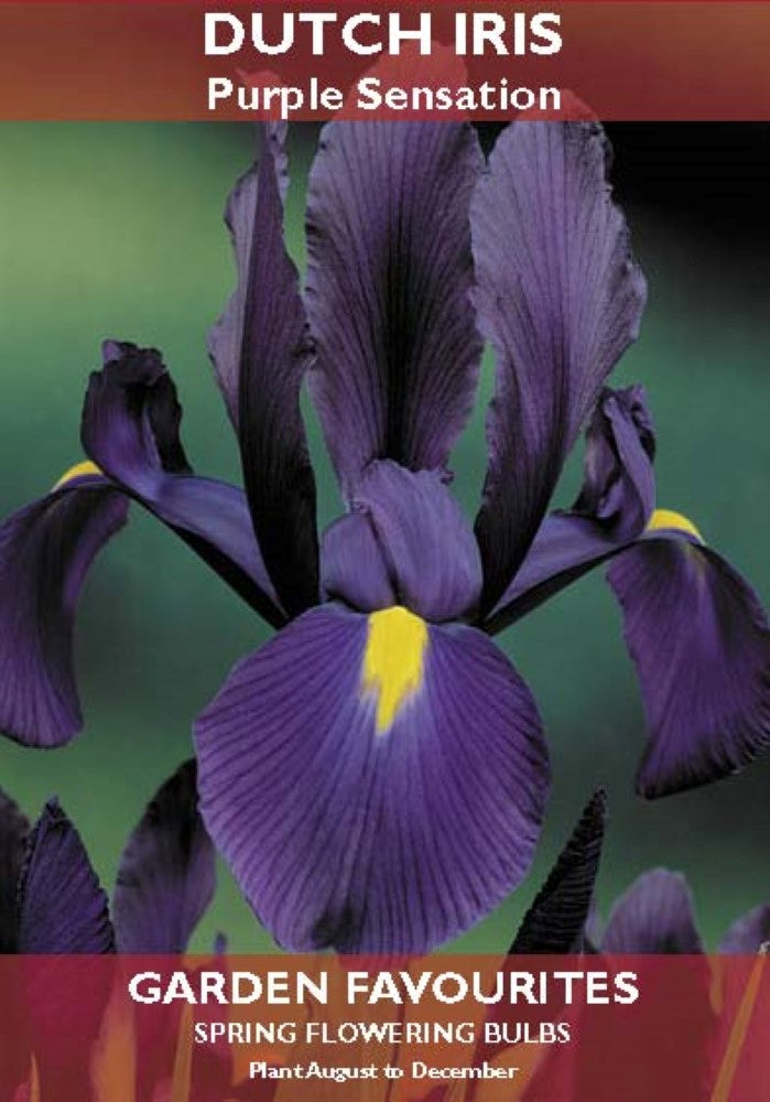 Dutch Iris Purple Sensation Bulbs