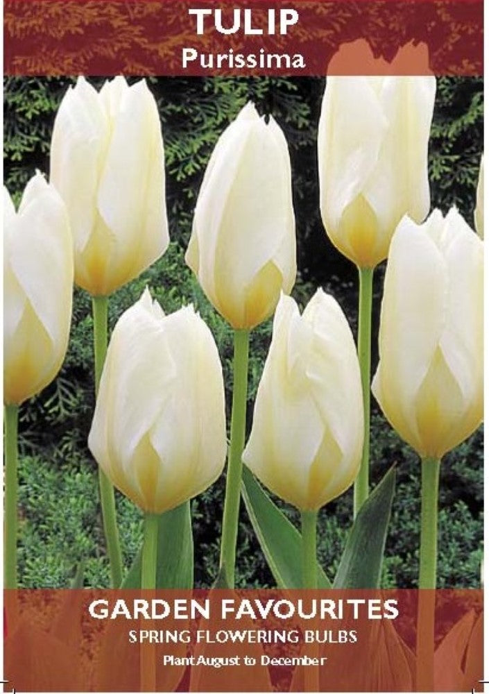 Tulip Purissima Bulbs