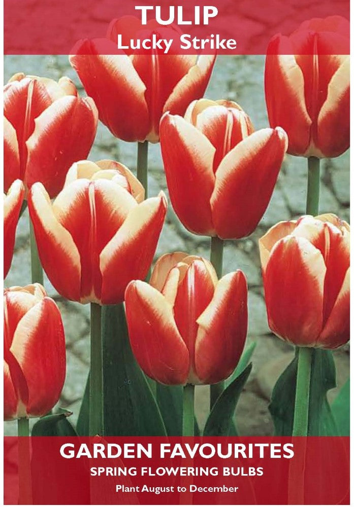 Tulip Lucky Strike Bulbs