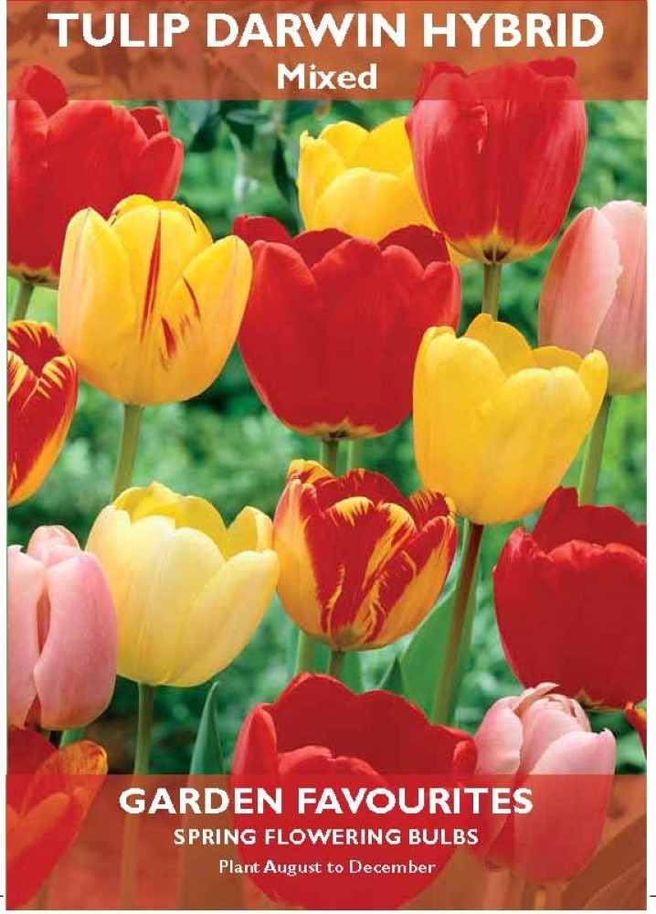 Tulip Darwin Hybrid Mixed Bulbs