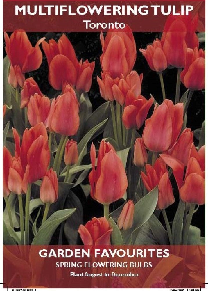 Multiflowering Tulip Toronto Bulbs