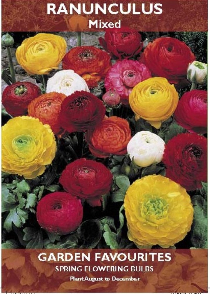 Ranunculus Mixed Bulbs
