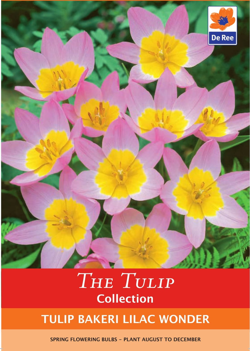 Tulip Bakeri Lilac Wonder Bulbs
