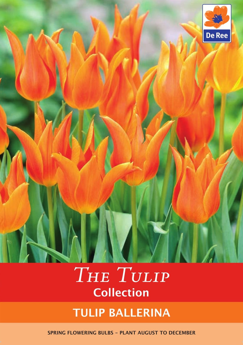 Tulip Ballerina Bulbs