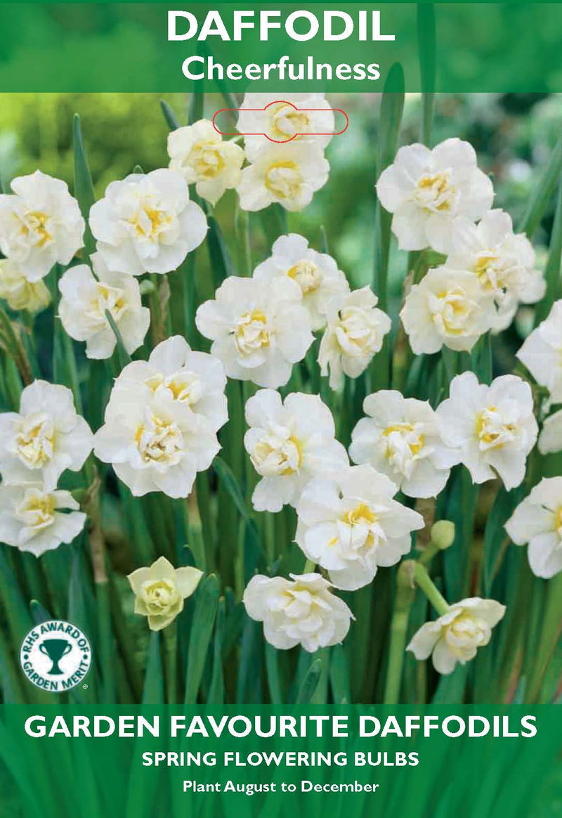 Daffodil Cheerfulness Bulbs
