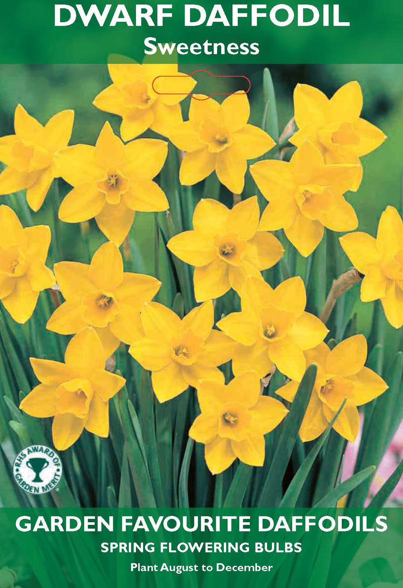 Dwarf Daffodil - Sweetness Bulbs