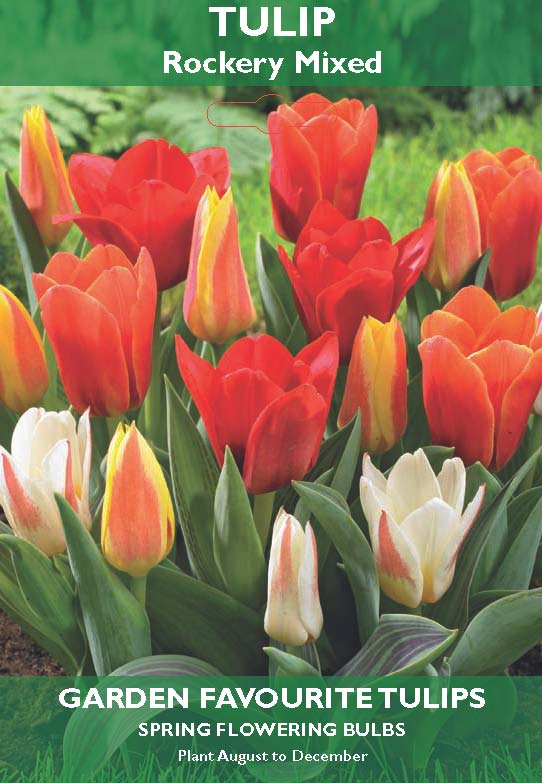 Tulip Rockery Mixed Bulbs