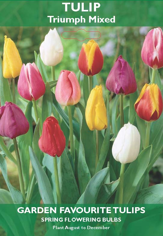 Tulip Triumph Mixed Bulbs