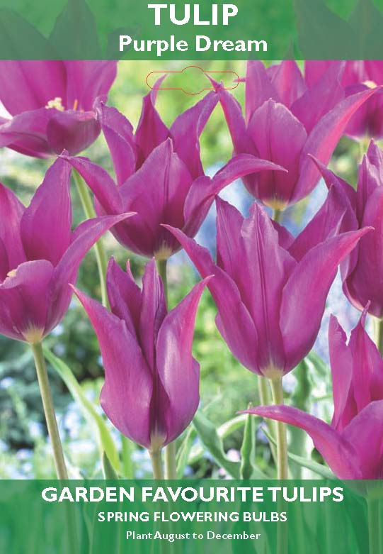 Tulip - Purple Dream Bulbs