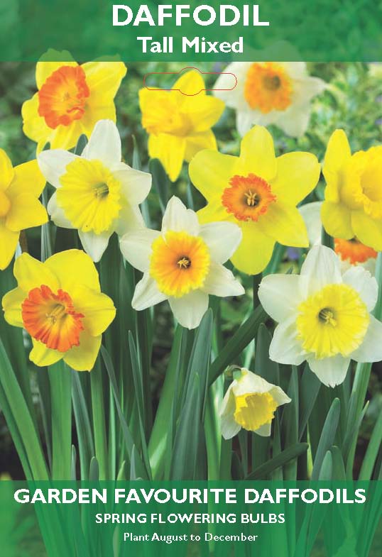 Daffodil Tall Mixed