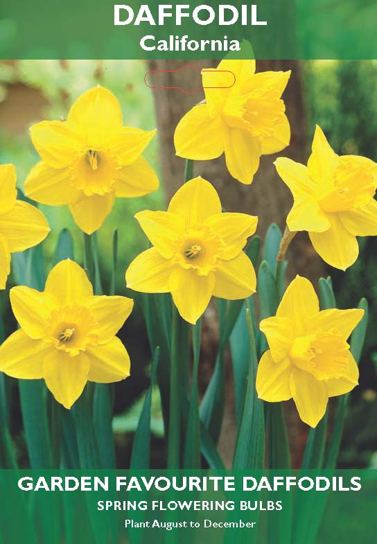 Daffodil California Bulbs