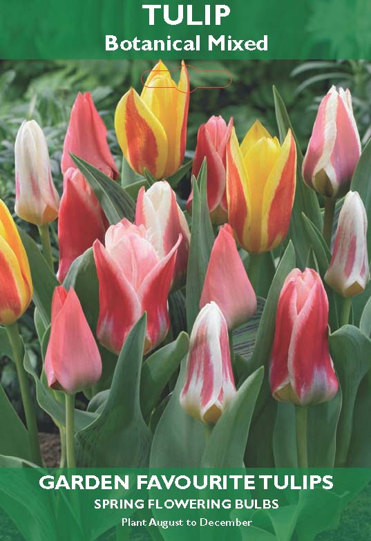 Tulip Botanical Mixed Bulbs