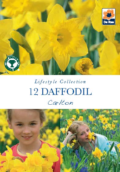 Daffodil Carlton Bulbs