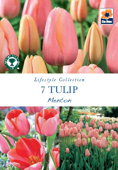 Tulip Menton Bulbs