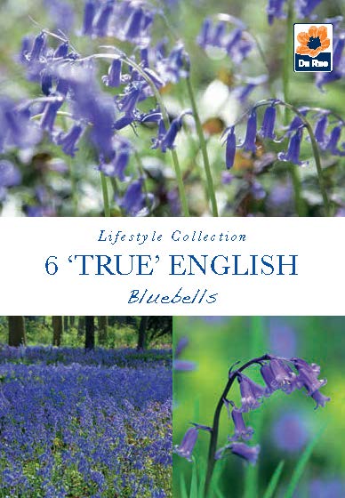 Bluebell Bulbs