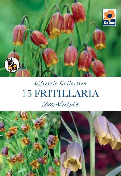 Fritillaria Uva-Vulpis Bulbs