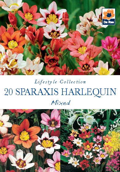 Sparaxis Harlequinn Mixed Bulbs