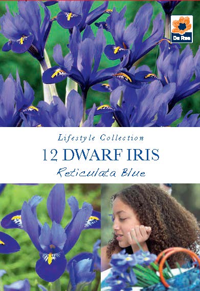 Dwarf Iris Reticulata Blue Bulbs