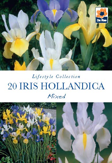 Iris Hollandica Mixed Bulbs