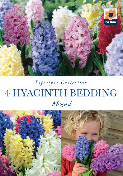 Hyacinth Bedding Mixed Bulbs