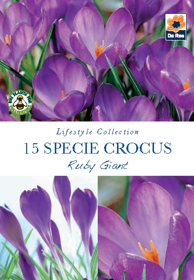 Specie Crocus Ruby Giant Bulbs