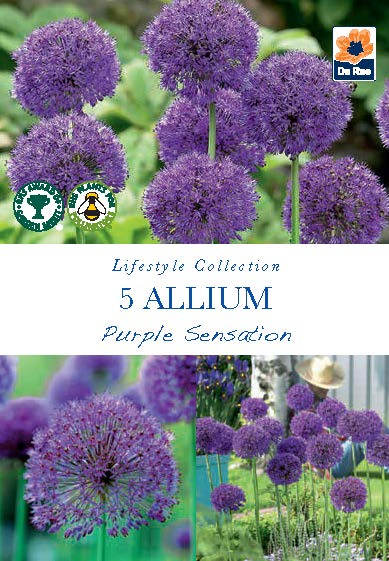 Allium Purple Sensation Bulbs