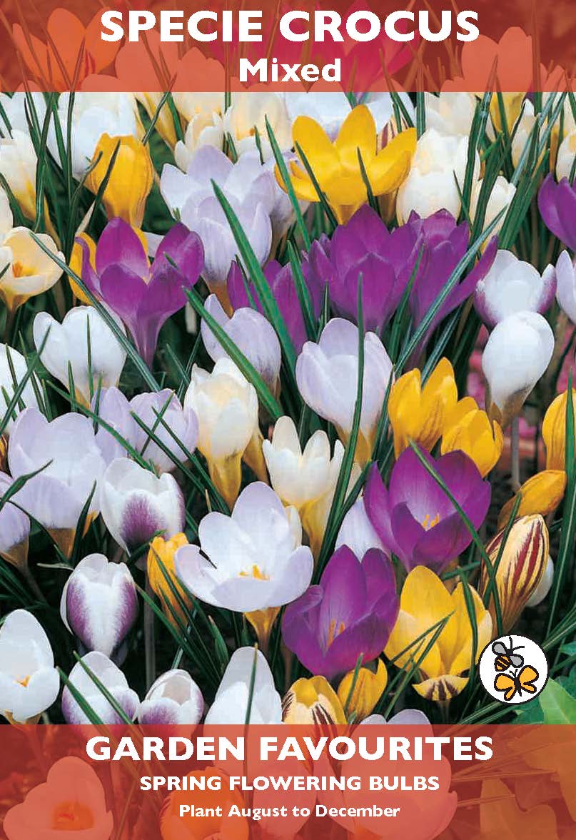Specie Crocus Mixed Bulbs