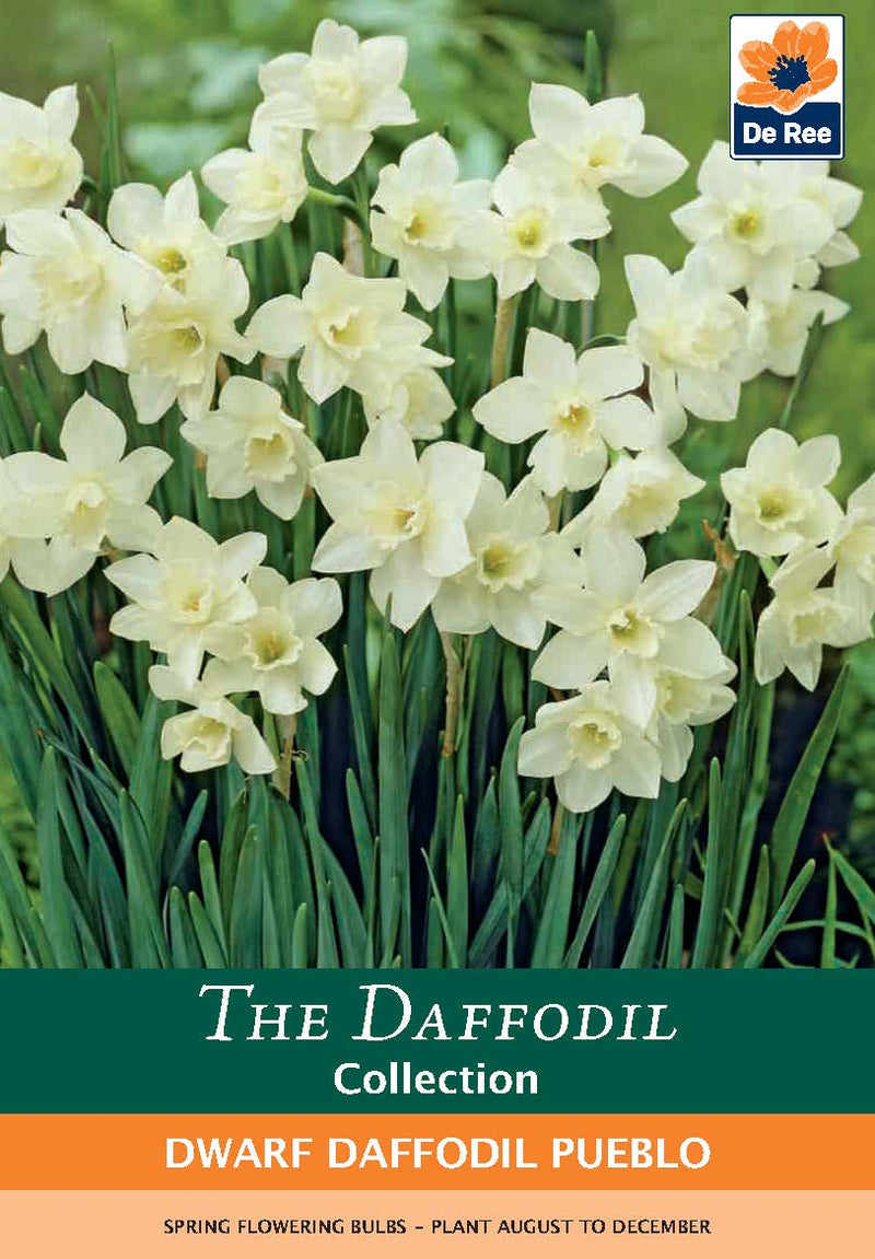 Dwarf Daffodil Pueblo Bulbs Daffodil Collection