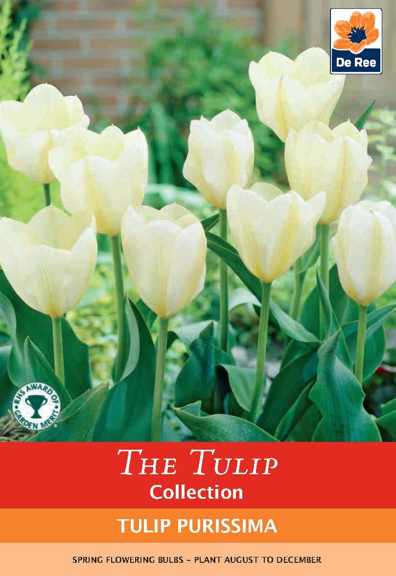 Tulip Purissima Bulbs