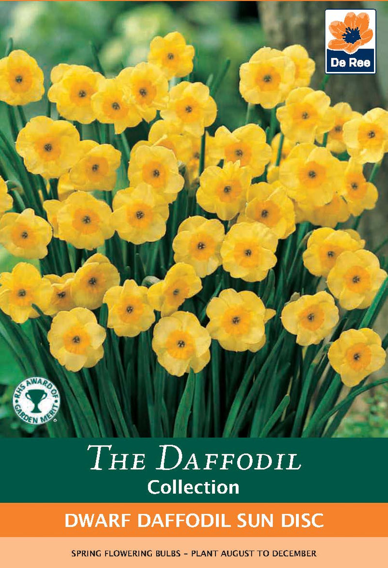 Dwarf Daffodil Sun Disc Bulbs