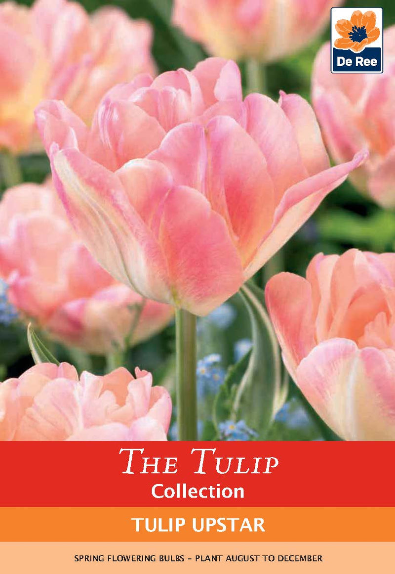 Tulip Upstar Bulbs