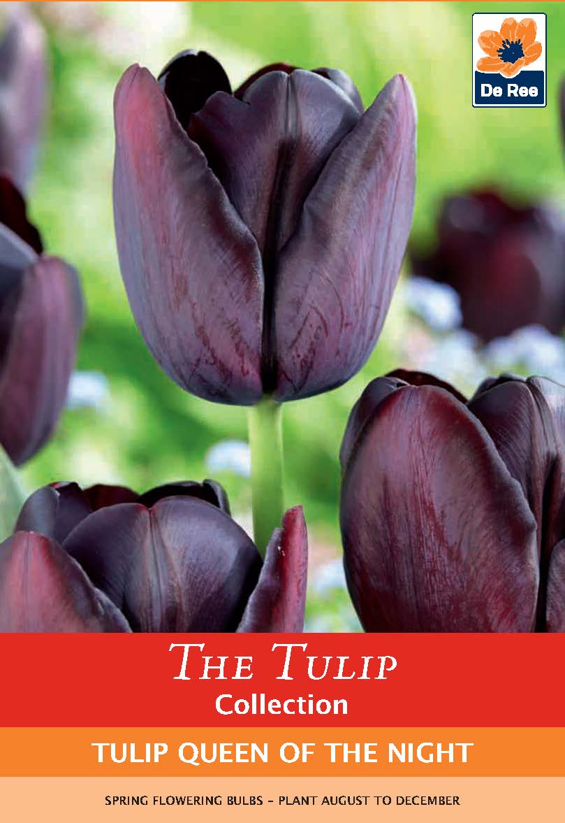 Tulip Queen Of The Night Bulbs