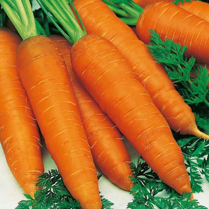 Carrot Autumn King