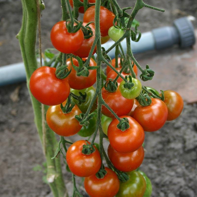 Tomato Red Cherry Cerise