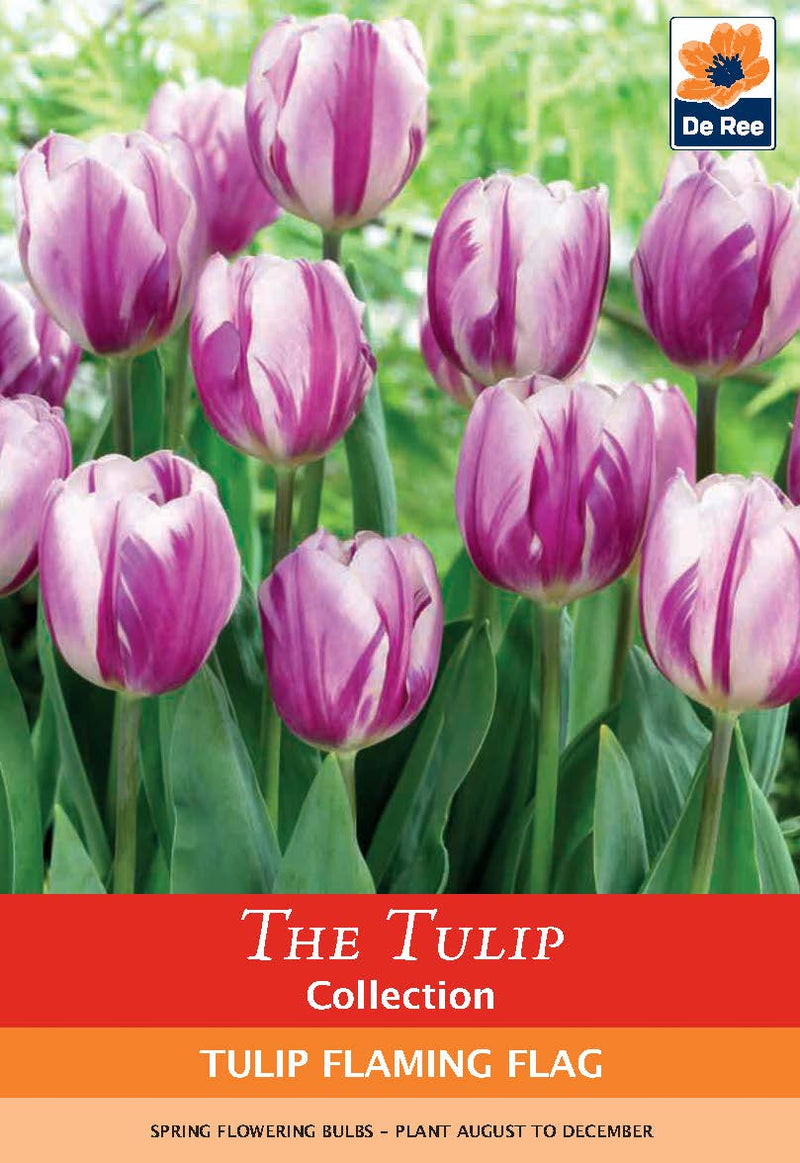 Tulip Flaming Flag Bulbs