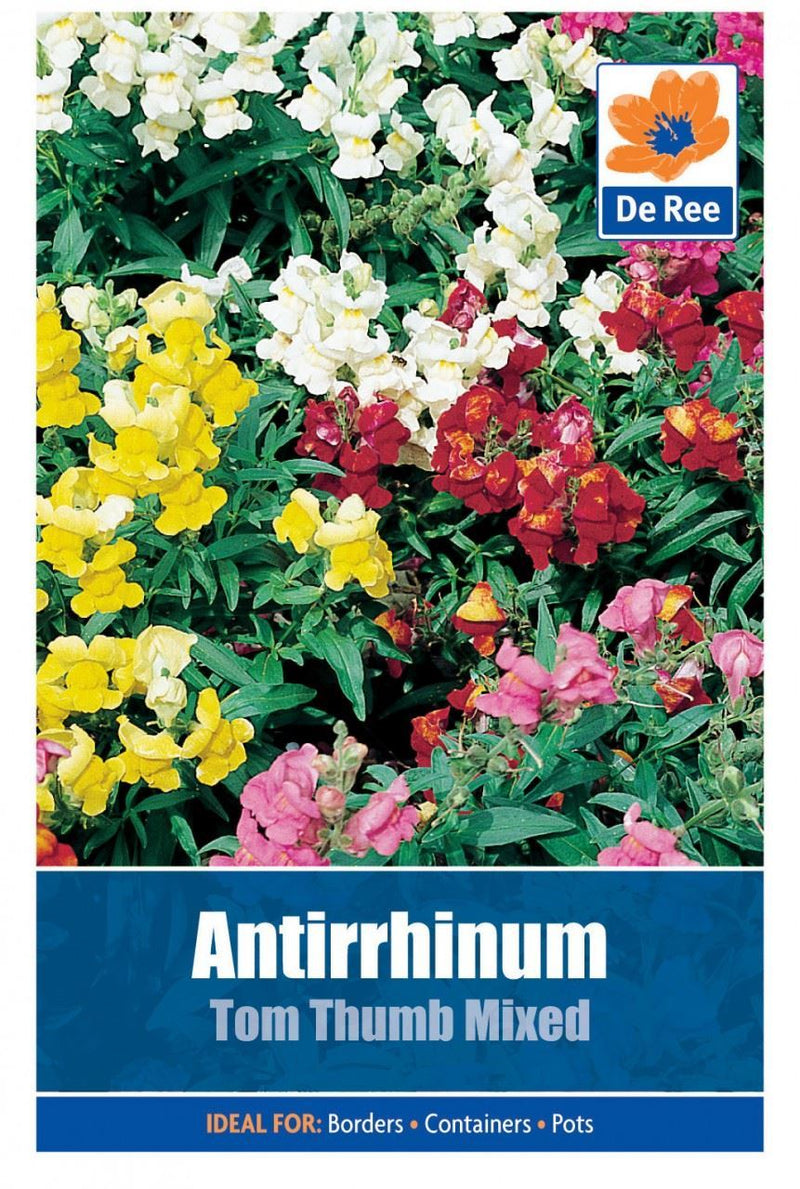 2 PACKS of ANTIRRHINUM Tom Thumb Mixed FLOWER Garden SEEDS